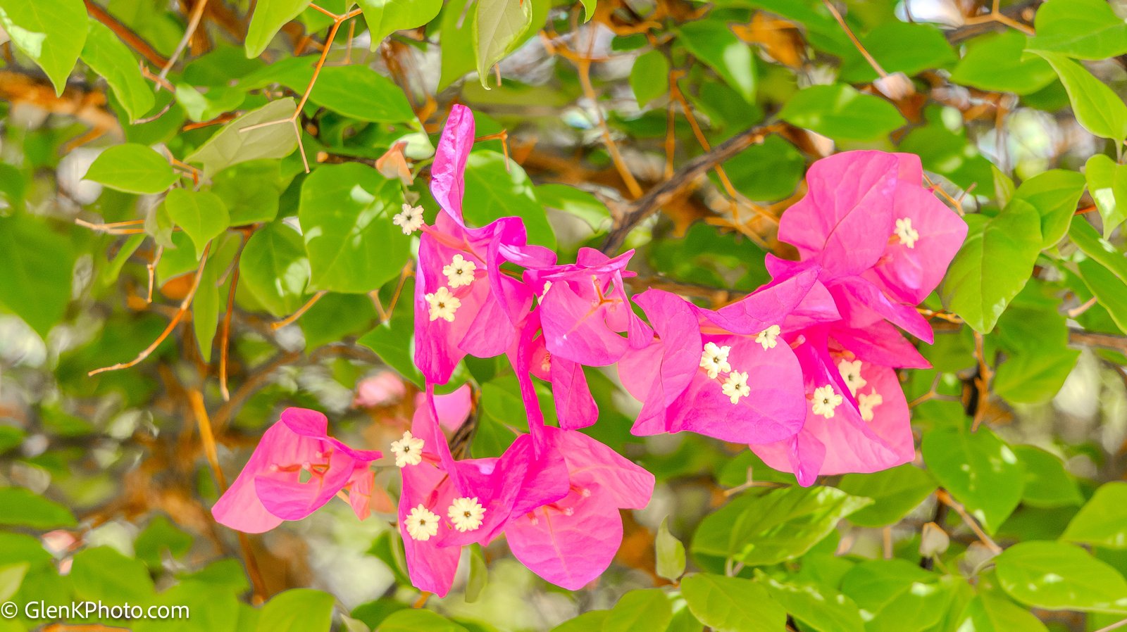 A photo from glenkphoto.com gallery