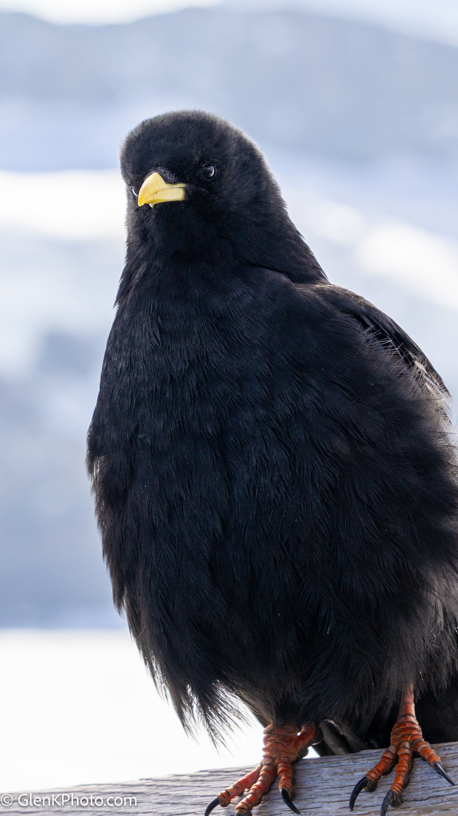 A photo from glenkphoto.com gallery