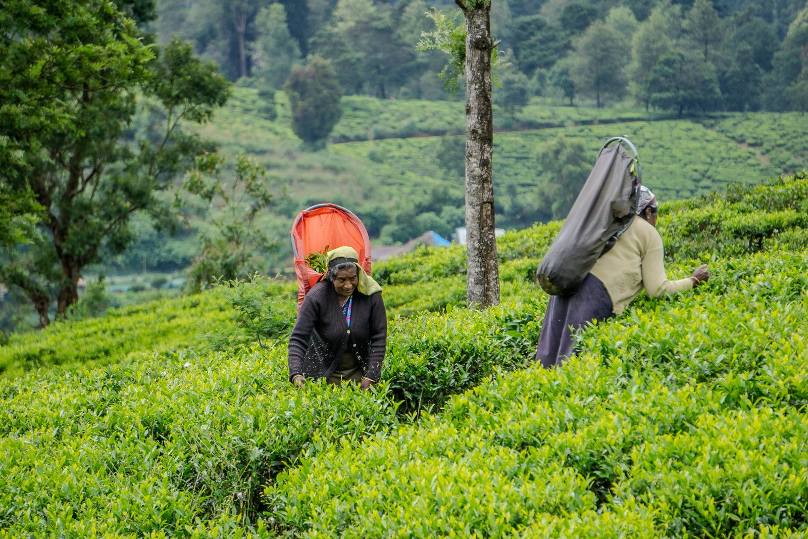 A photo from glenkphoto.com gallery