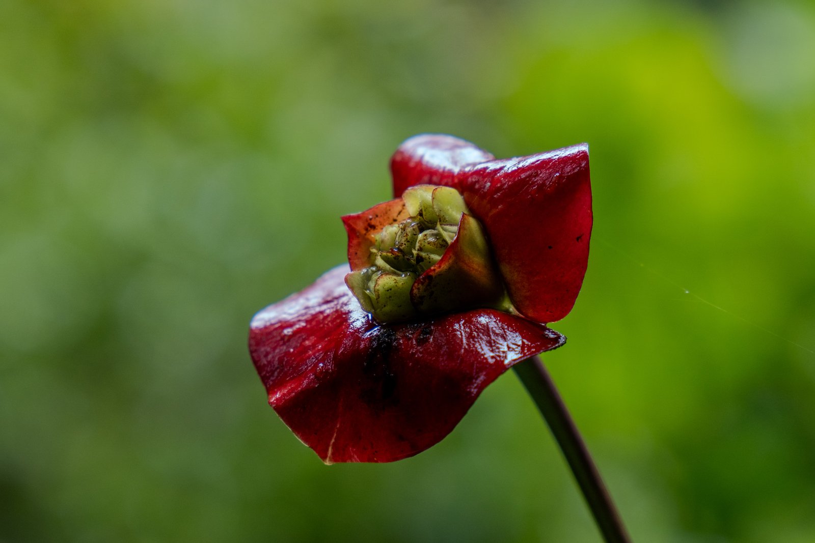 A photo from glenkphoto.com gallery