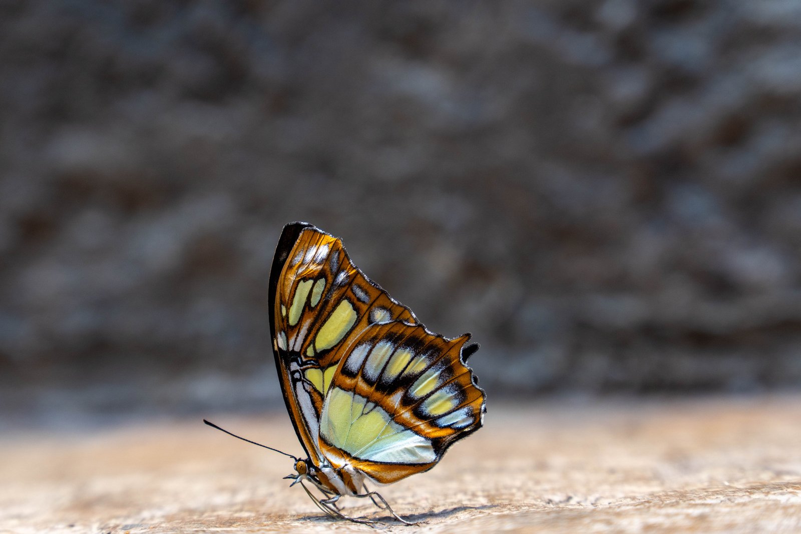 A photo from glenkphoto.com gallery