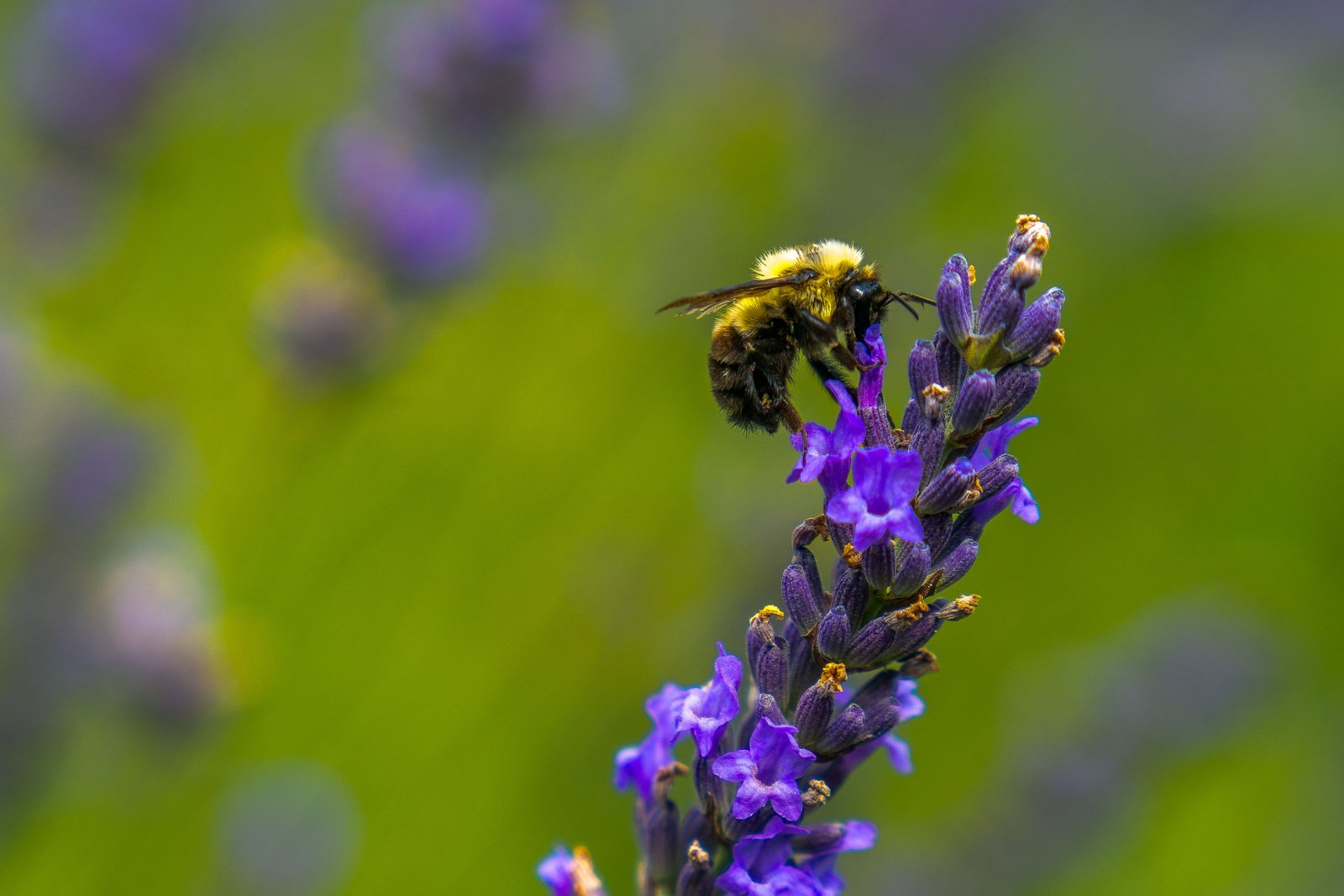 A photo from glenkphoto.com gallery