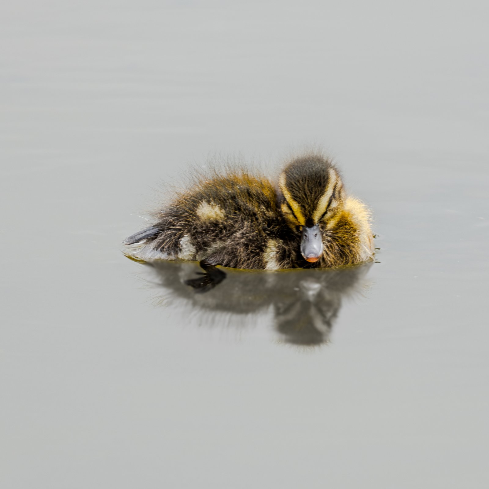 A photo from glenkphoto.com gallery