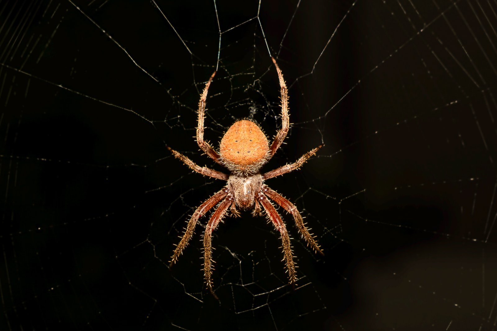 A photo from glenkphoto.com gallery