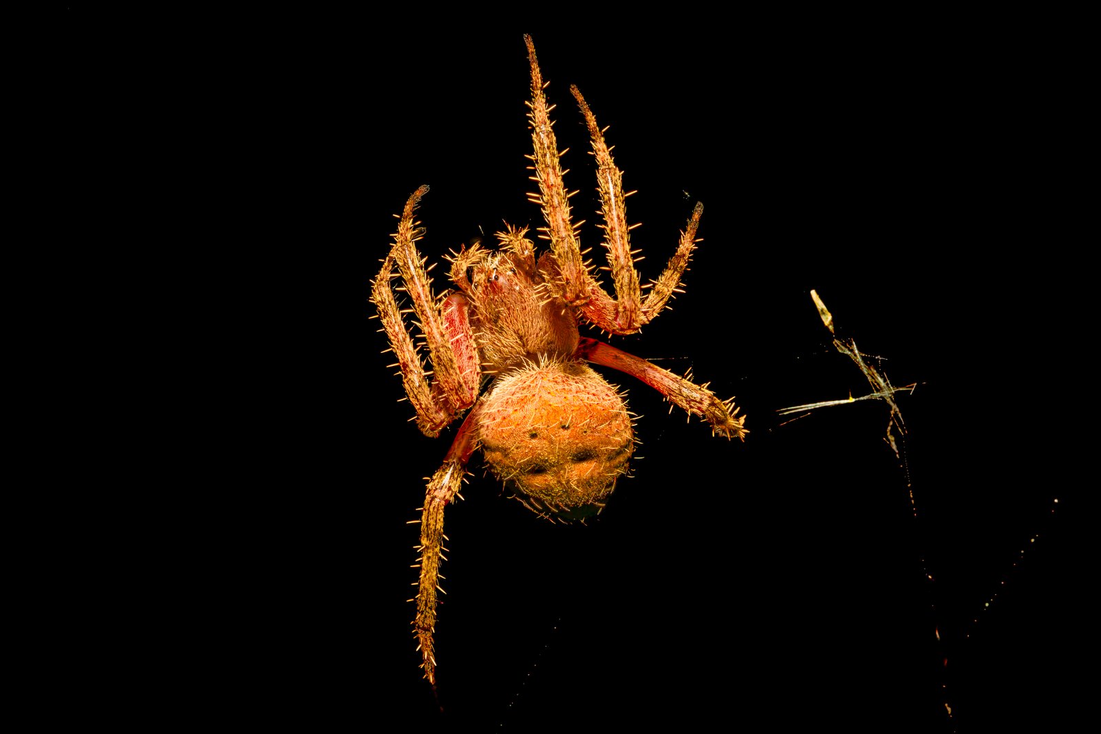 A photo from glenkphoto.com gallery