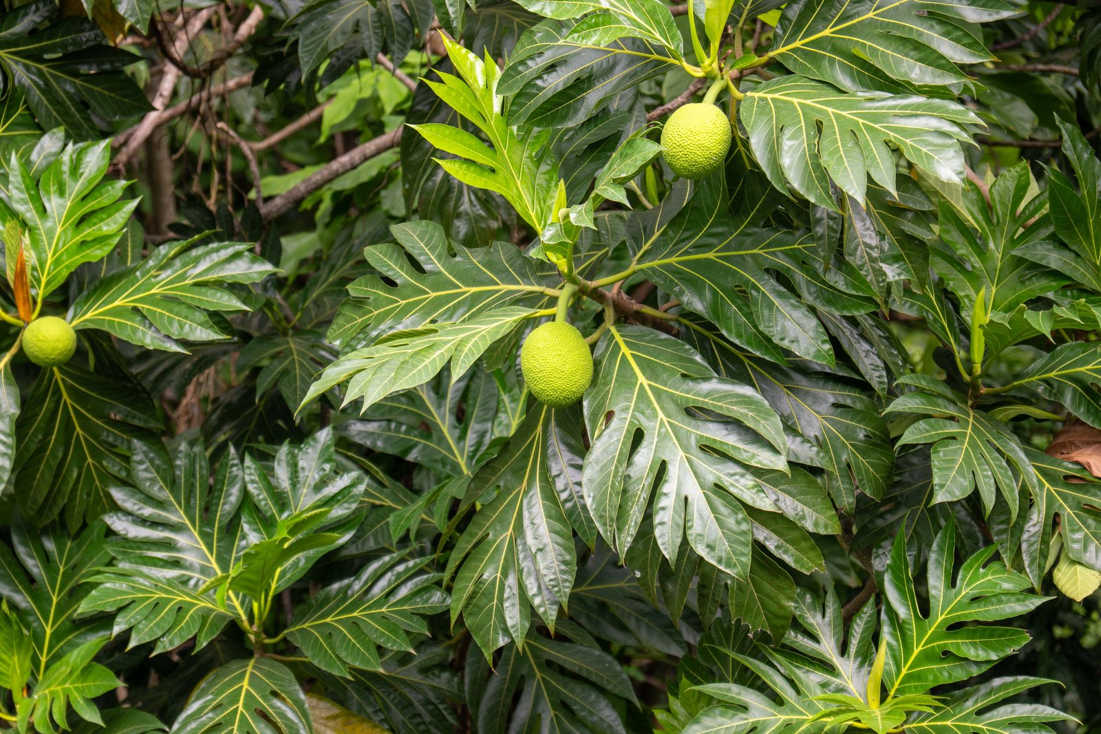 A photo from glenkphoto.com gallery