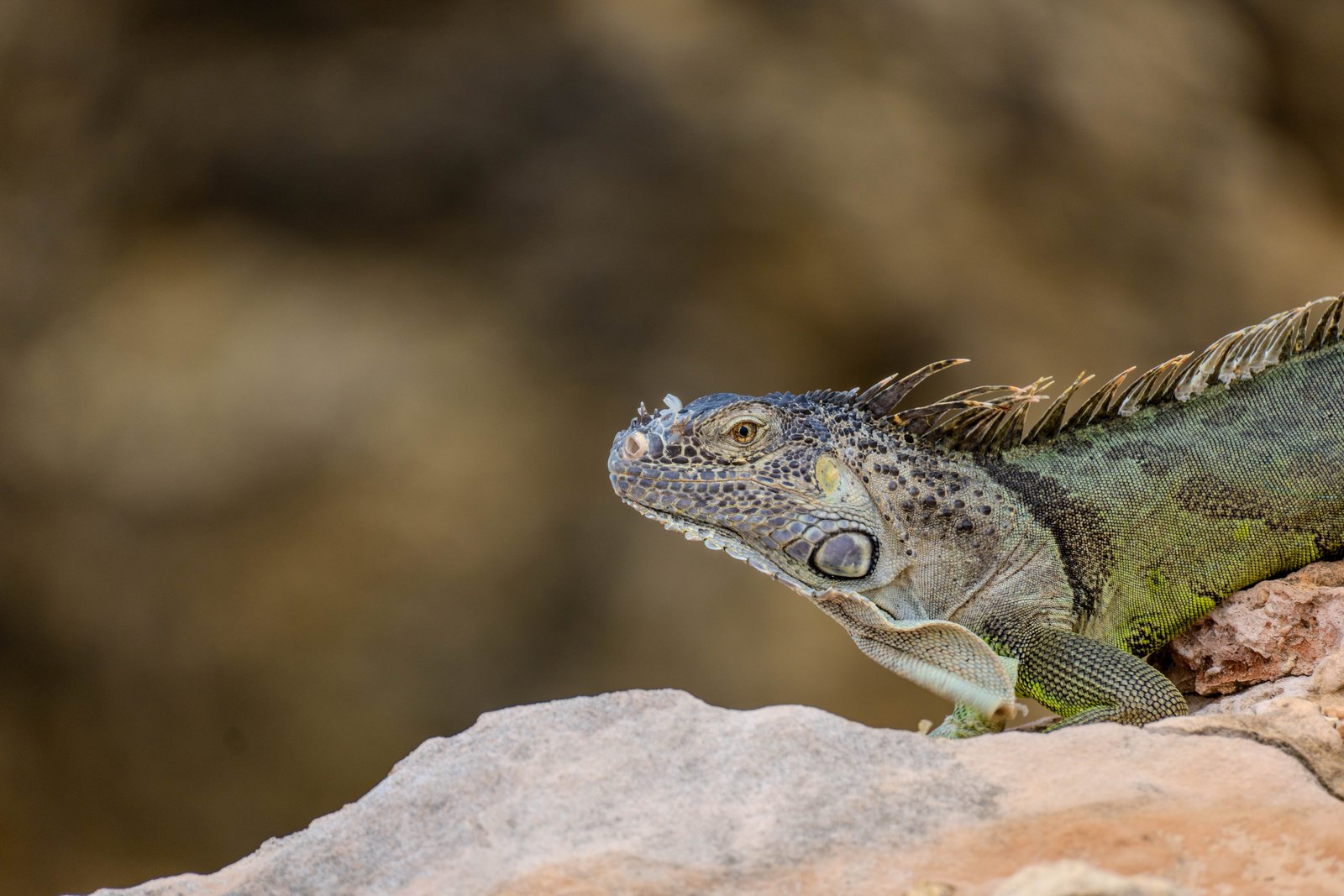 A photo from glenkphoto.com gallery