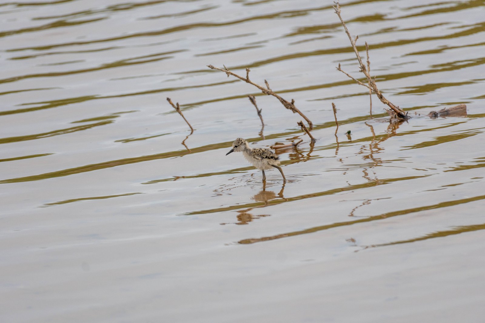 A photo from glenkphoto.com gallery