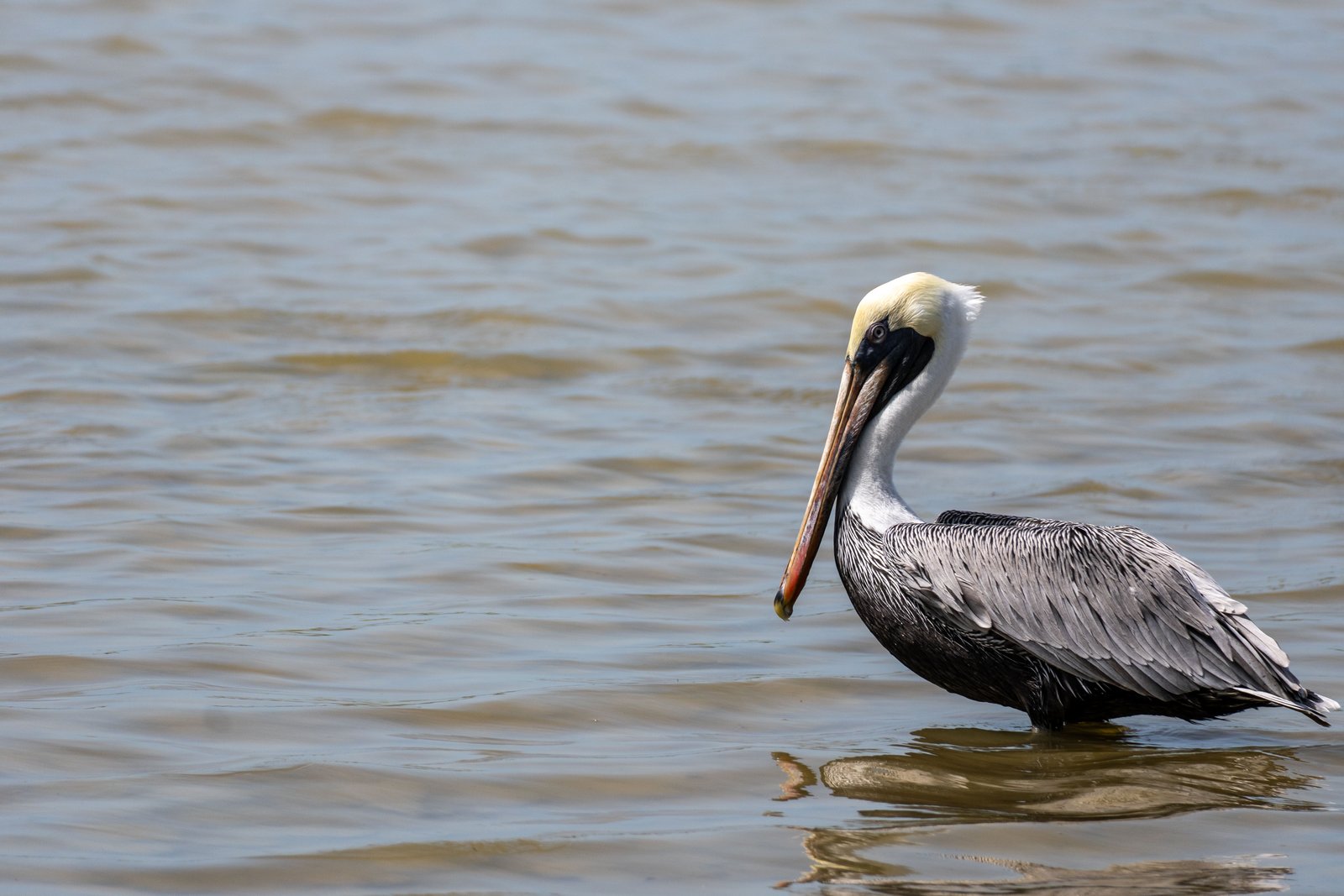 A photo from glenkphoto.com gallery