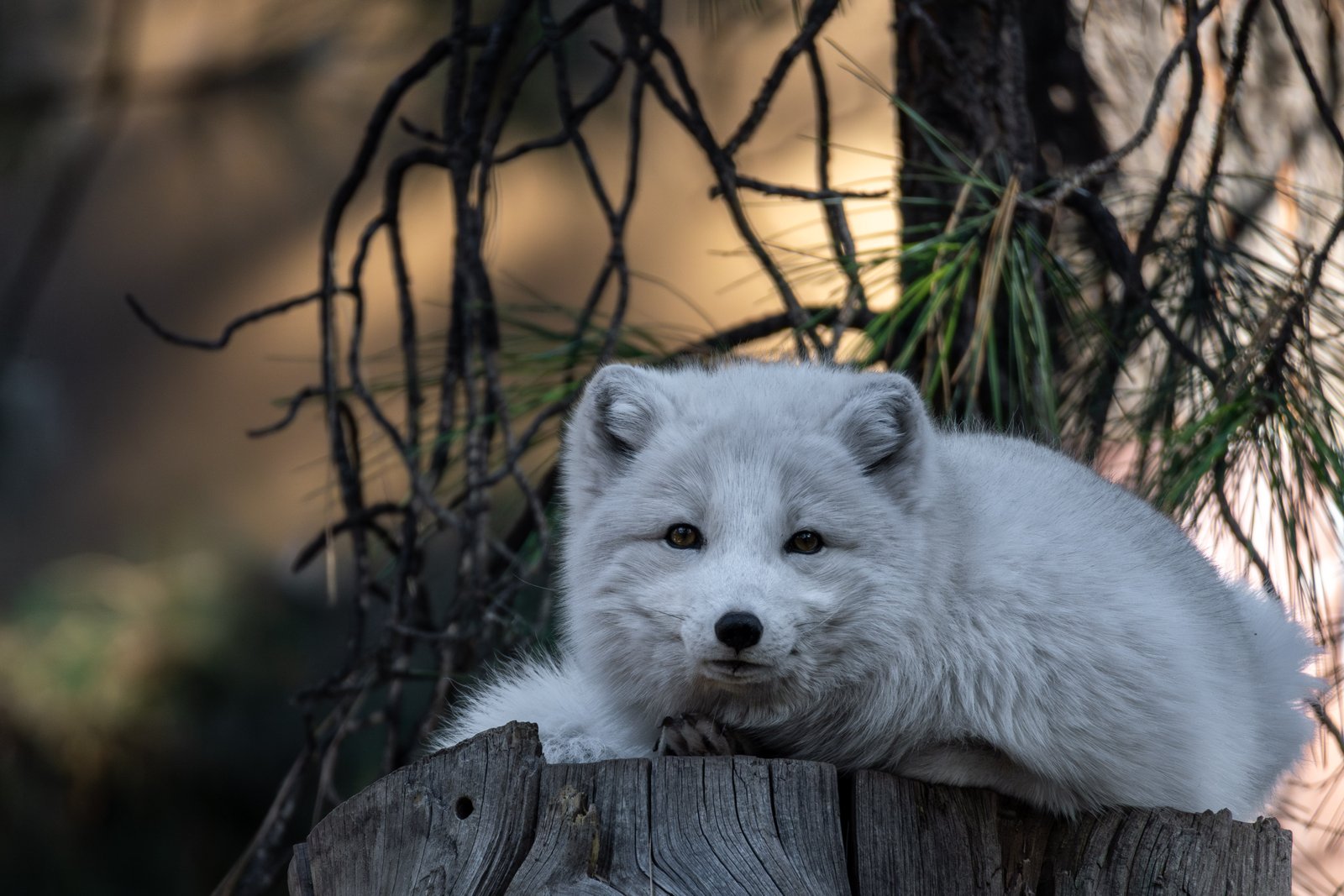 A photo from glenkphoto.com gallery